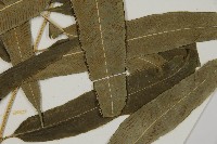 華鳳丫蕨藏品圖，第5張