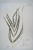 大葉鳳尾蕨藏品圖，第1張