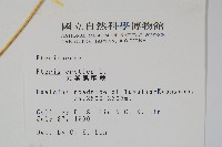 大葉鳳尾蕨藏品圖，第2張