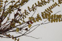 鐵角蕨藏品圖，第3張