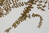 鐵角蕨藏品圖，第5張