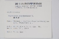 鐵角蕨藏品圖，第2張