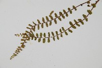 鐵角蕨藏品圖，第4張