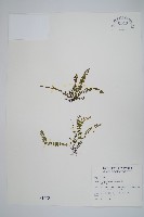 鐵角蕨藏品圖，第1張