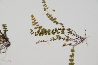 鐵角蕨藏品圖，第3張