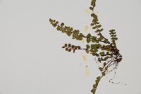 鐵角蕨藏品圖，第4張