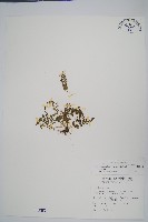 小葉鐵角蕨藏品圖，第1張