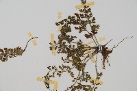 小葉鐵角蕨藏品圖，第3張