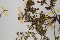 小葉鐵角蕨藏品圖，第4張