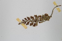 小葉鐵角蕨藏品圖，第5張