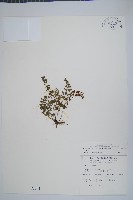 小葉鐵角蕨藏品圖，第1張