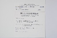 小葉鐵角蕨藏品圖，第2張