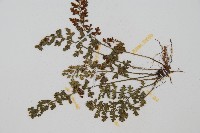 小葉鐵角蕨藏品圖，第3張