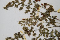 小葉鐵角蕨藏品圖，第4張