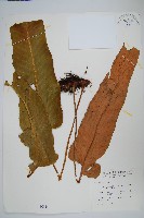 盧山石葦藏品圖，第1張