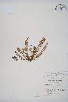 鐵角蕨藏品圖，第1張