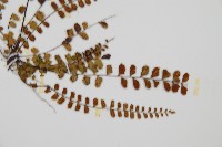 鐵角蕨藏品圖，第3張