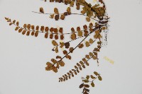 鐵角蕨藏品圖，第4張