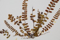 鐵角蕨藏品圖，第5張