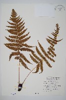 厚葉鱗毛蕨藏品圖，第1張