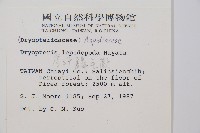 厚葉鱗毛蕨藏品圖，第2張