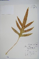 海岸擬茀蕨、海岸星蕨藏品圖，第1張