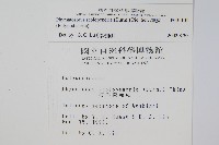 海岸擬茀蕨、海岸星蕨藏品圖，第2張