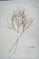松葉蕨藏品圖，第1張