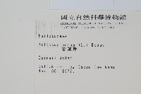 松葉蕨藏品圖，第2張