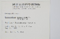 杉葉蔓石松藏品圖，第2張