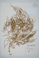 木賊葉石松藏品圖，第1張