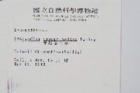 木賊葉石松藏品圖，第2張