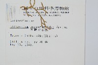 木賊葉石松藏品圖，第2張