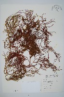 木賊葉石松藏品圖，第1張