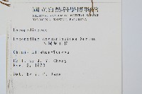 木賊葉石松藏品圖，第2張