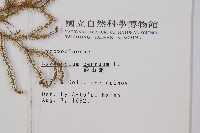過山龍藏品圖，第2張