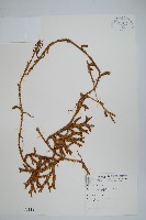 石松藏品圖，第1張