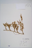 石松藏品圖，第1張