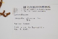 石松藏品圖，第2張