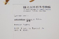石松藏品圖，第2張