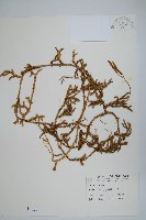 石松藏品圖，第1張