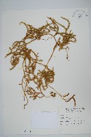 石松藏品圖，第1張