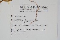 石松藏品圖，第2張