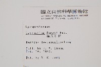 福氏石松藏品圖，第2張