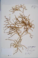 地刷子、多穗石松藏品圖，第1張