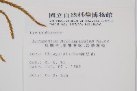 地刷子、多穗石松藏品圖，第2張