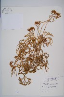 地刷子、多穗石松藏品圖，第1張