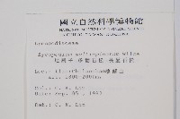 地刷子、多穗石松藏品圖，第2張