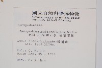 地刷子、多穗石松藏品圖，第2張