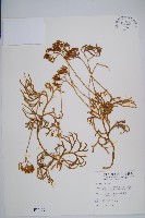地刷子、多穗石松藏品圖，第1張
